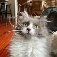 Photo of Angus & Fox