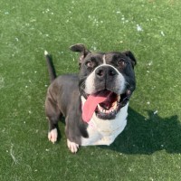 Photo of Luna Imp 2349