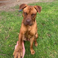 Photo of Koda