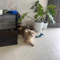 Photo of Flossy 