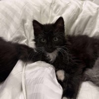 Photo of Milly Moo Chompasaurus 