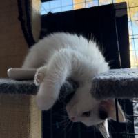 Photo of Marshmallow