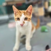 Photo of Jonas ** 2nd Chance Cat Rescue**