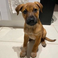 Photo of Oliver