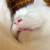 Photo of Alaska   Located In Preston