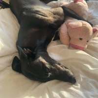 Photo of Betty, The Greyhound