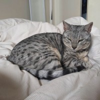 Photo of Maebe   In Foster Care In Thornbury