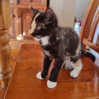 Photo of Princess ** 2nd Chance Cat Rescue**