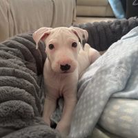 Photo of Bonnie 