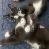 Photo of Leto **2nd Chance Cat Rescue**