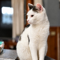 Photo of Domino