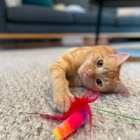 Photo of Mango   In Foster Care In Macleod