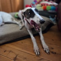 Photo of Dixie, The Greyhound