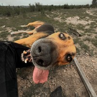 Photo of Bear