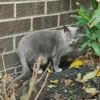 Photo of Nancy & Violet   In Foster Care In Avondale Height