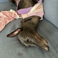 Photo of Carla, They Greyhound