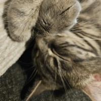 Photo of Luna   In Foster Care In In Preston