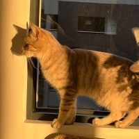 Photo of Romeo 