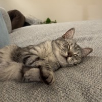 Photo of Mishka *9 Lives Project Rescue*