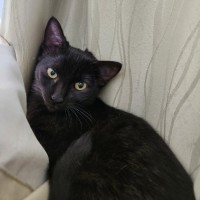 Photo of Cocoa