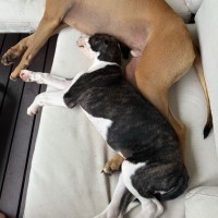 Photo of Chicken Pot Pie