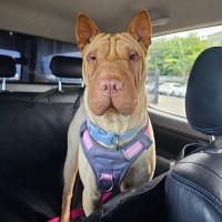 Photo of Arna