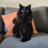 Photo of Clive   In Foster Care In Cheltenham