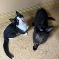 Photo of Benji & Bonnie 🐈🌷