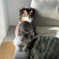 Photo of Jelly Bean