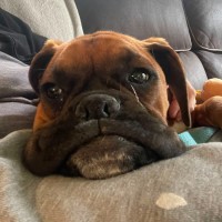 Photo of Bindi