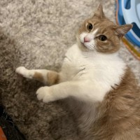 Photo of Mango   Located In Brunswick