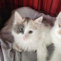 Photo of Tiny Teddy
