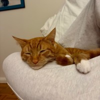 Photo of Ziwi 
