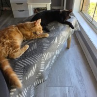 Photo of Bartholomew