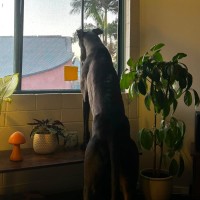 Photo of Vince, The Greyhound