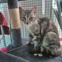 Photo of Lilly Pilly ** 2nd Chance Cat Rescue **