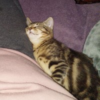 Photo of Burrito