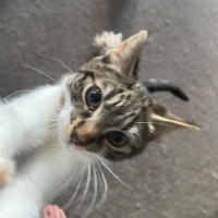 Photo of Zeus **2nd Chance Cat Rescue**
