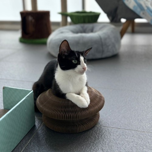 Udon - Domestic Short Hair (DSH) Cat