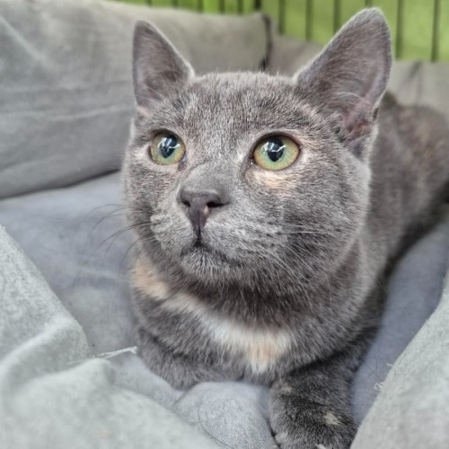 Schimmerfell ** 2nd Chance Cat Rescue** - Domestic Short Hair (DSH) Cat