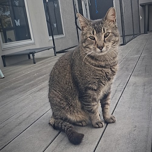 Bob ** The most affectionate boy ** - Domestic Short Hair (DSH) Cat