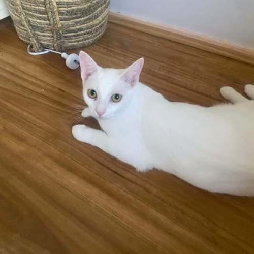 Anna - Domestic Short Hair (DSH) Cat