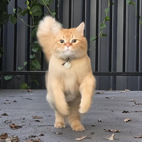 Bear - Domestic Medium Hair (DMH) Cat