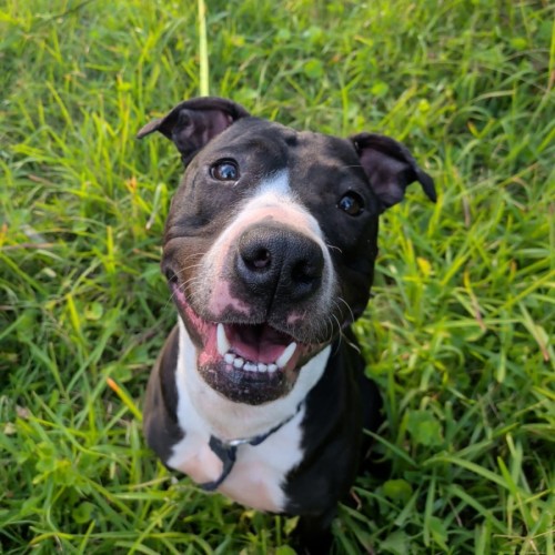 Lottle - American Staffordshire Terrier Dog