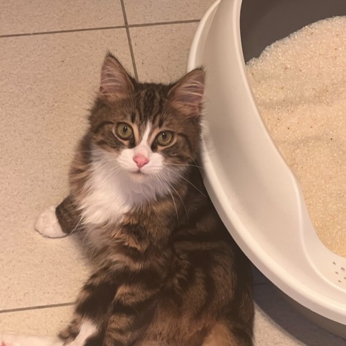 Gordon - Domestic Medium Hair (DMH) Cat