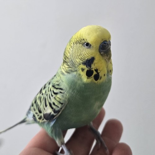 Iodine -  Bird