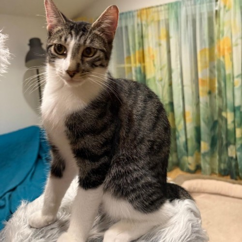 Pixel - Domestic Short Hair (DSH) Cat