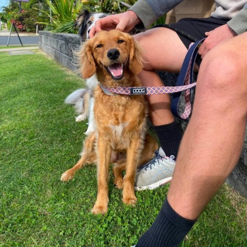 Salty - Golden Retriever x Poodle (Miniature) Dog