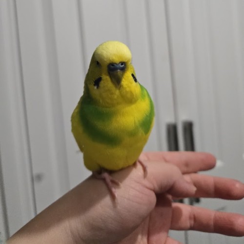 Roscoe -  Bird