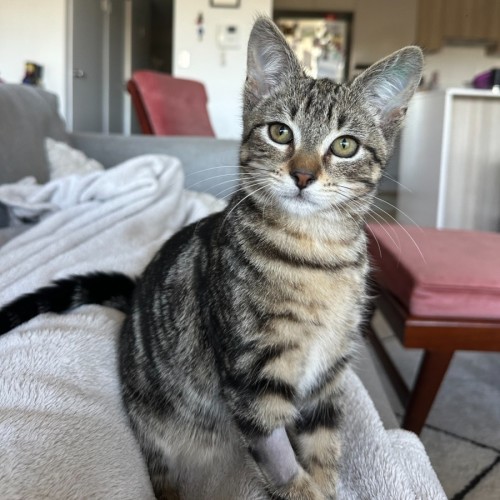 Houdini - Domestic Short Hair (DSH) Cat